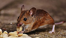 24 Hour & Emergency Exterminators in Maplecrest, NJ